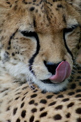 Mit der Zunge schnalzender Gepard