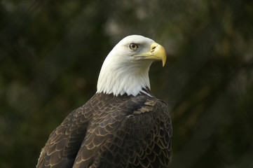 Fototapeta premium Bald Eagle