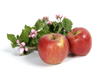 Apples with the twig of an apple tree in bloom