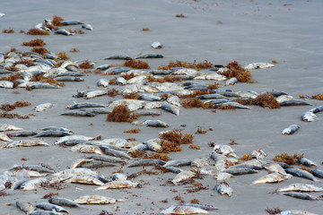 Dead Fish on the Beach - 7497719