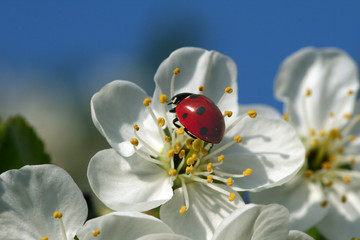Marienkäfer auf Kirschblüte