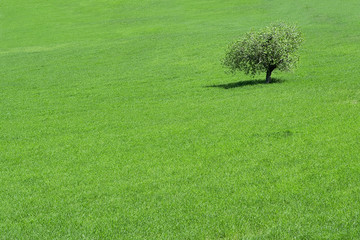 rural countryside, grass and tree in meadow