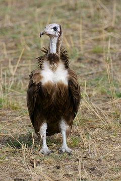 African Vultures