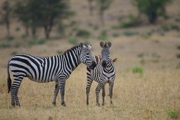 Fototapeta na wymiar African Zebra