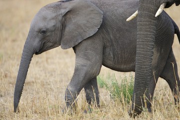 Obraz premium African Elephant