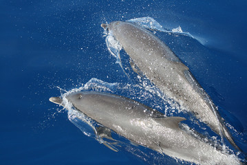 Fototapeta premium Dauphin