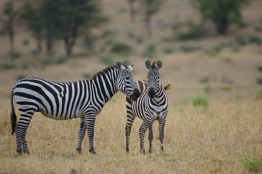 African Zebra