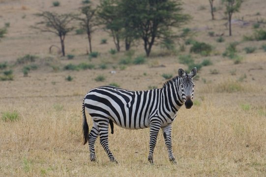African Zebra
