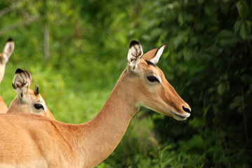 Impala