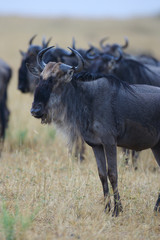 African Wildebeest