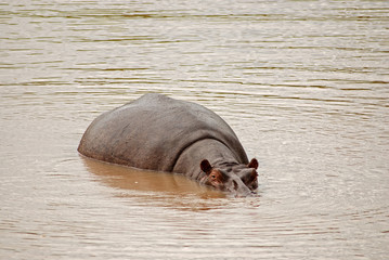 Fototapeta premium Hippo