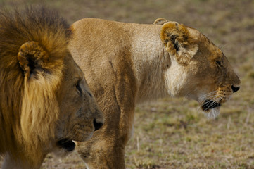 African Lions