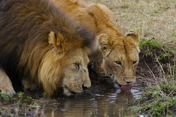 African Lions