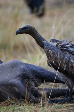 African Vultures