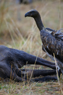 African Vultures