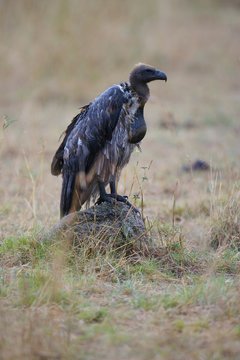 African Vultures