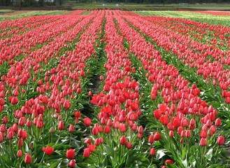 Field of tulips