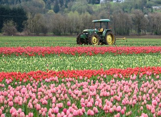 Tractor in field of tulips