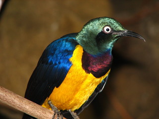 Brightly Colored Bird