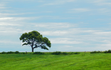 Fototapeta na wymiar single tree in a field