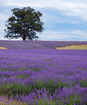 Fototapeta lavender field