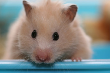 Hamster