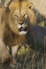 Plakat African Lions