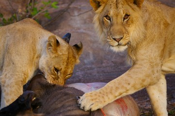 African Lions