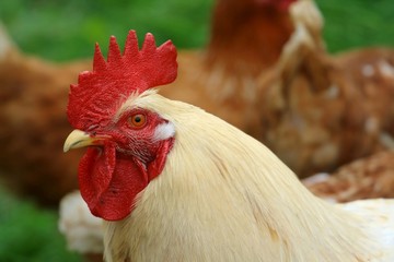 Profile of white domestic cock