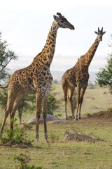 Obraz na płótnie Canvas African Giraffes