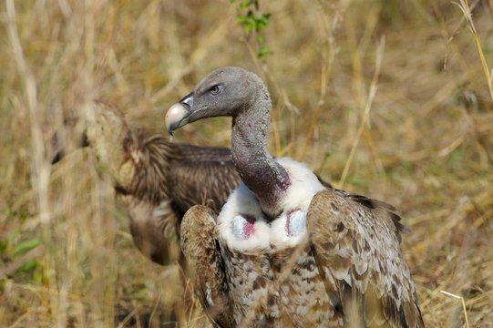 African Vultures