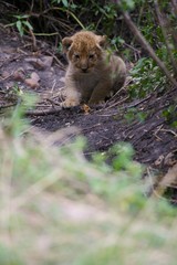 African Lions