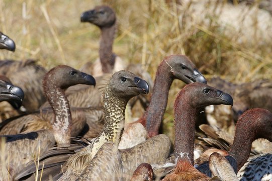 African Vultures