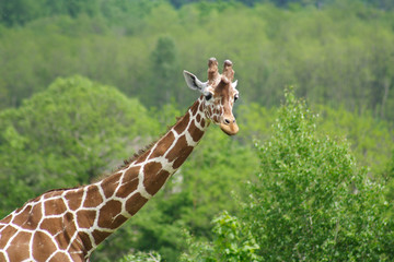 girafe