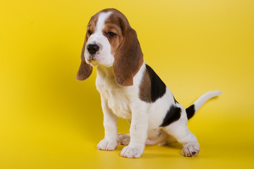 Beagle puppy on yellow background
