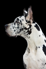 Dane Great dog - obrazy, fototapety, plakaty