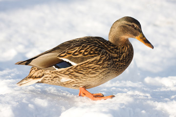 Duck
