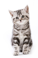 British kitten isolated on white background
