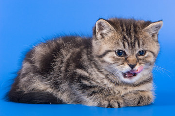 British kitten on blue background