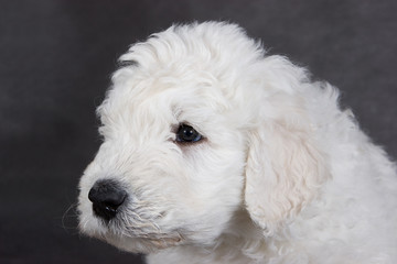 Komondor puppy on grey background