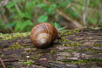 Weinbergschnecke