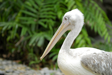 Pelikan taken at the Singapore Zoo