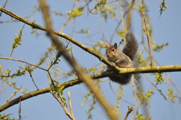 SQUIRREL