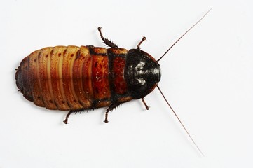a big roach