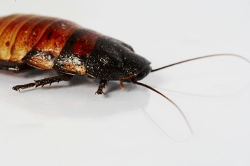 big roach