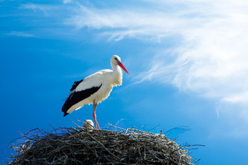 beautiful stork stand on the nest