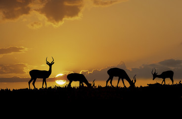Africa-Impala silhouettes - obrazy, fototapety, plakaty