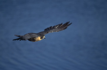 Bird-Peregrine falcon in flight