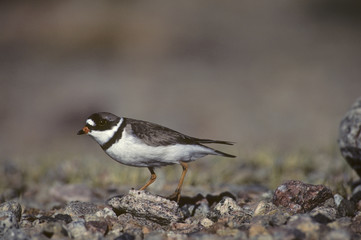 Bird-Semipalmated plover