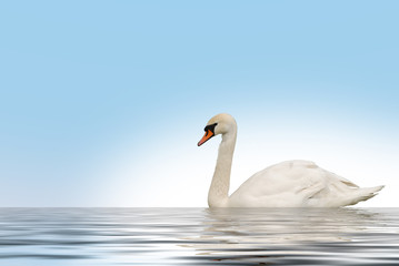 Naklejka na ściany i meble Swan in lake